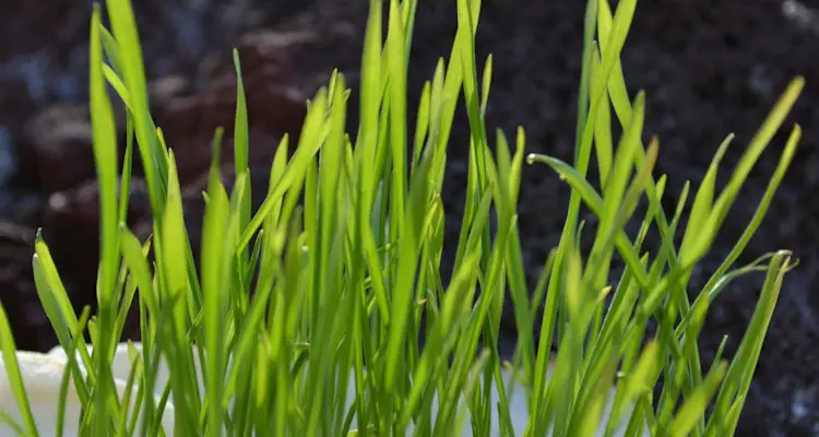 wheatgrass sprouts