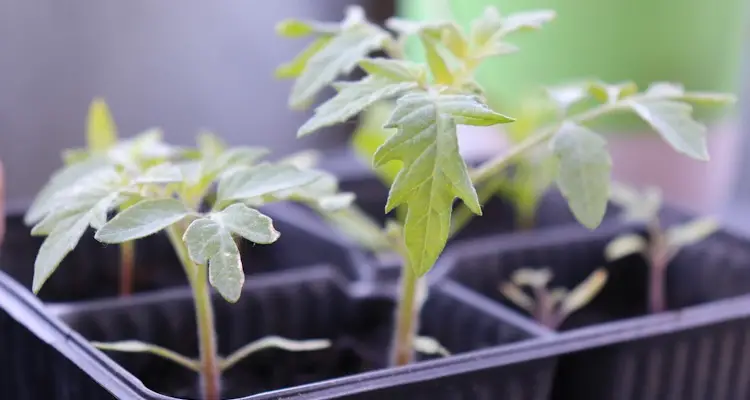 Tomato Seedlings In Large Seedling Tray