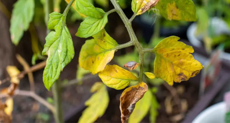 tomato leaves turning yellow