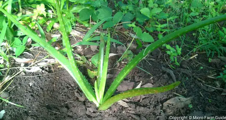 aloe vera plant growing in garden bed