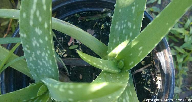 young aloe vera leaves