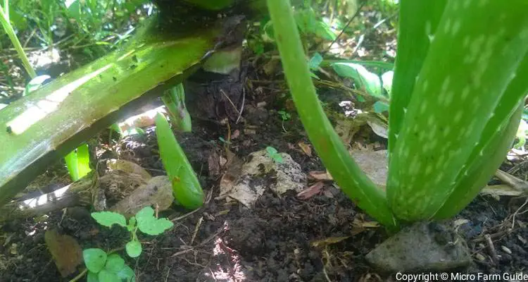 aloe vera pups at base of mature plant