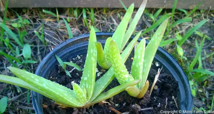 aloe vera pups in nursery pot