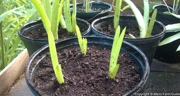 aloe vera pups in pots