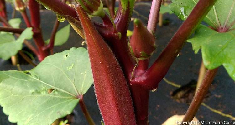 close up red okra ready to harvest
