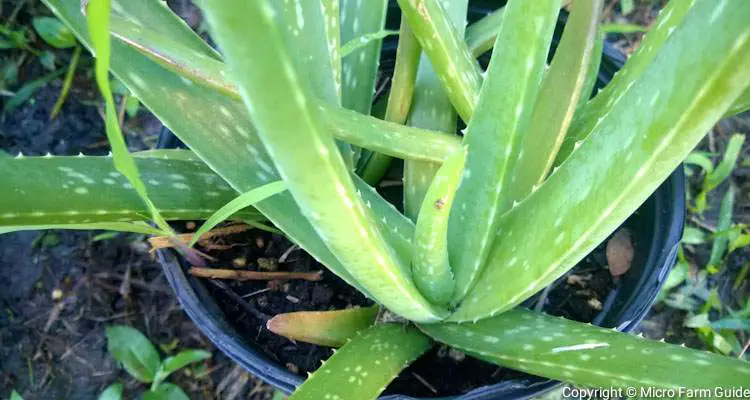 aloe vera plants ready to transplant