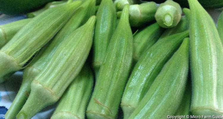 harvested green okra