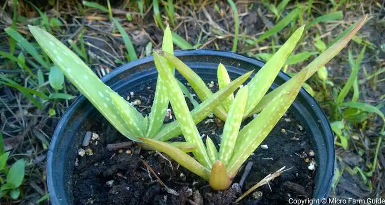 how to grow aloe vera at home