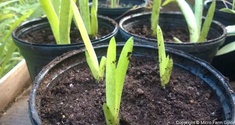 newly planted aloe vera pups