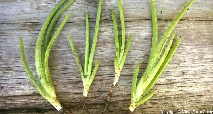 aloe vera pups ready to plant