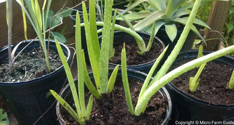 repotting leggy aloe vera plants