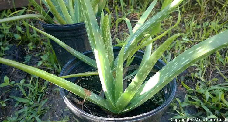 young aloe vera plants in nursery pots