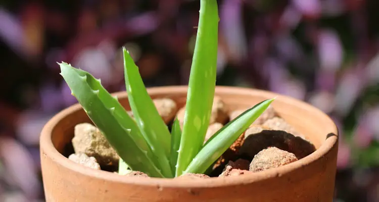 aloe vera in leca expanded clay balls