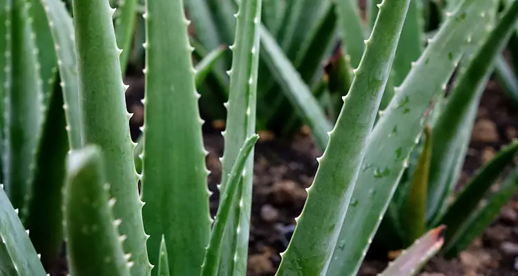 aloe vera plants growing outside