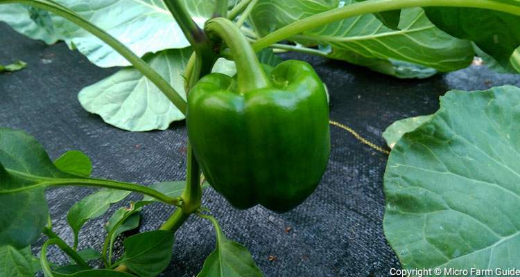 bell pepper ready to harvest