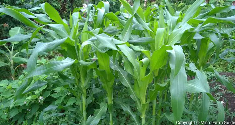 block of corn in garden