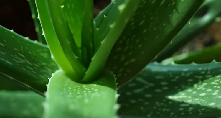 close up aloe vera plant leaves