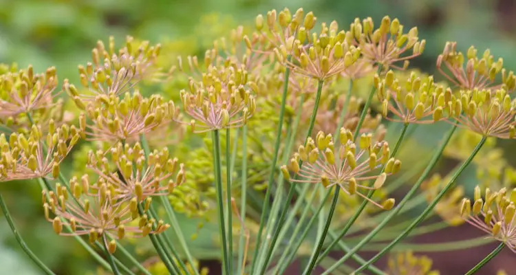 close up dill seed head