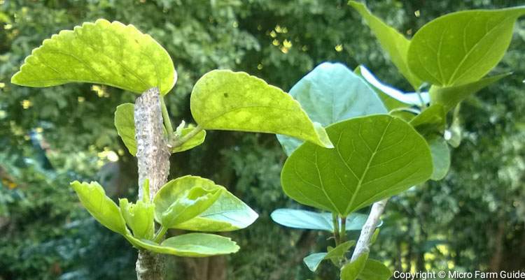 close up hibiscus cuttings with new growth