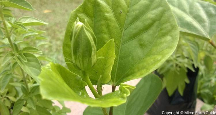 close up hibiscus flower bud