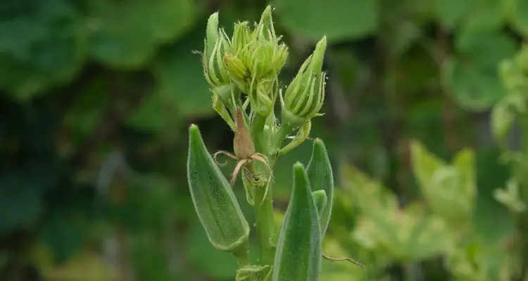 close up of young okra pods at the tip of plant
