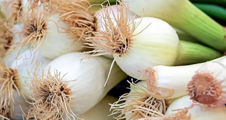 close up of young spring onion bulbs