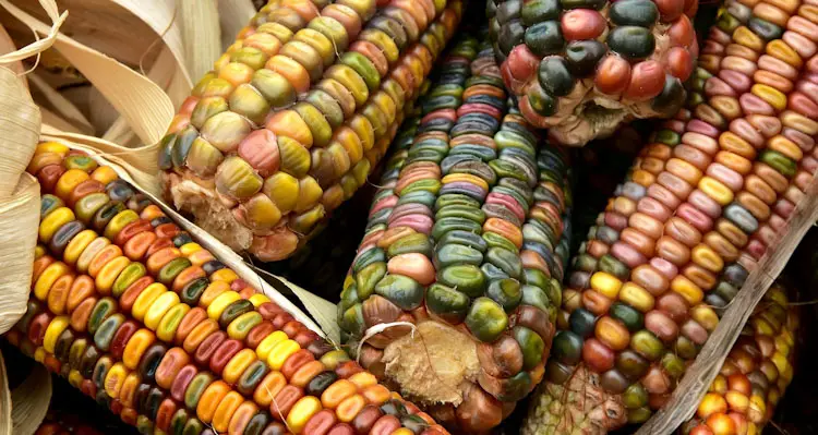 colorful corn on cob