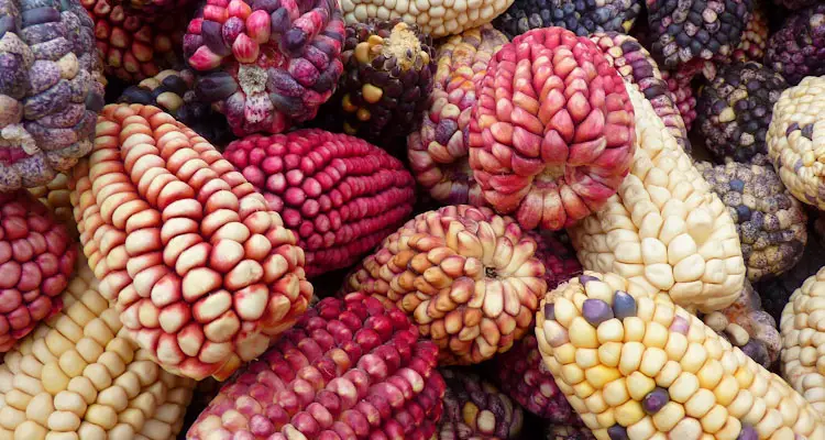 colorful dwarf corn