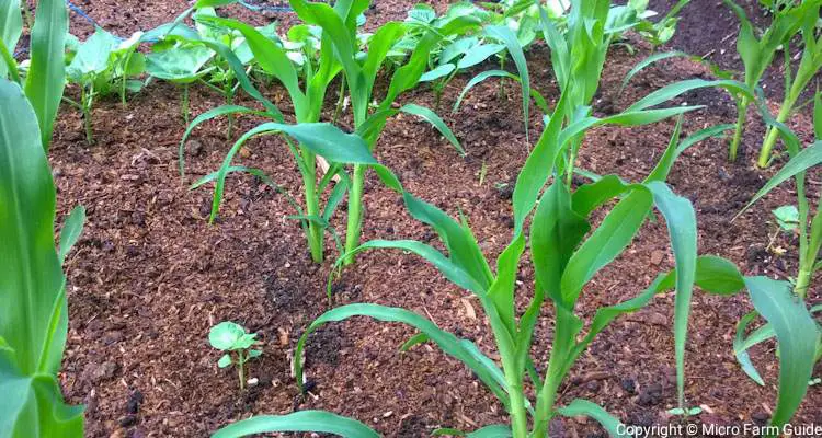 corn planted in block grid pattern