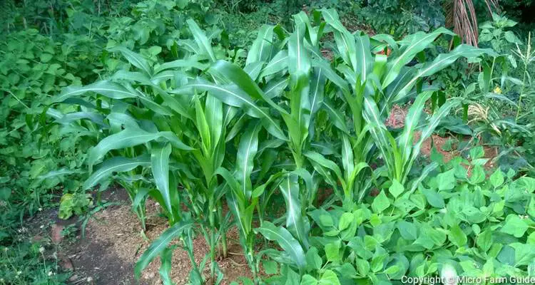 corn planted in grid like block