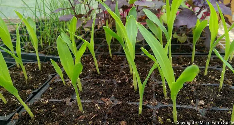 corn seedlings in tray