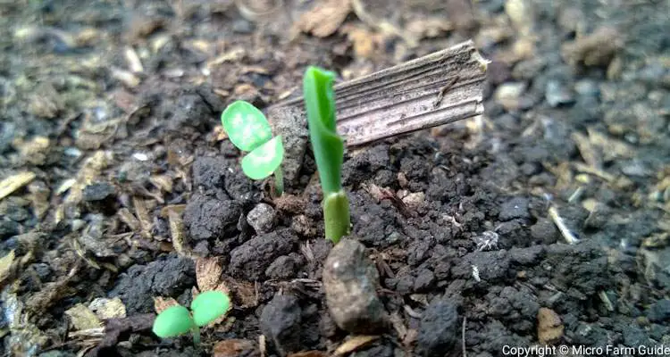 corn sprout in garden