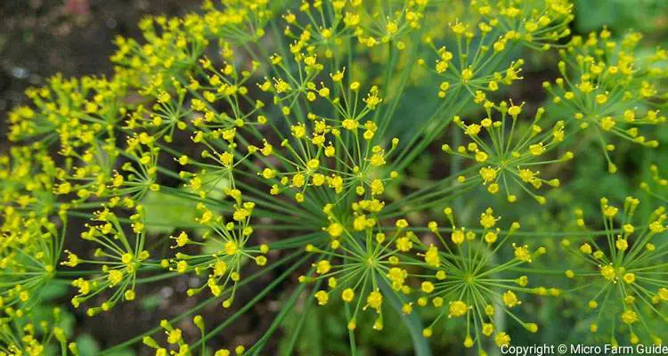 dill flowers