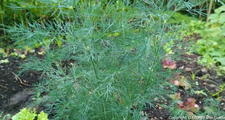 dill plant in garden