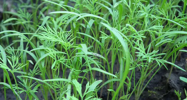 dill seedlings