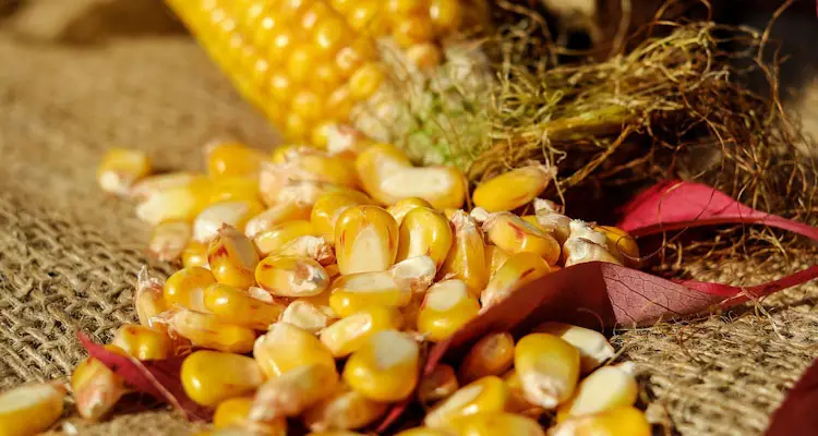 dry corn seeds from cob