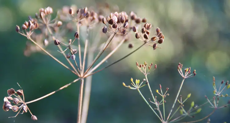 dry dill seeds on plant