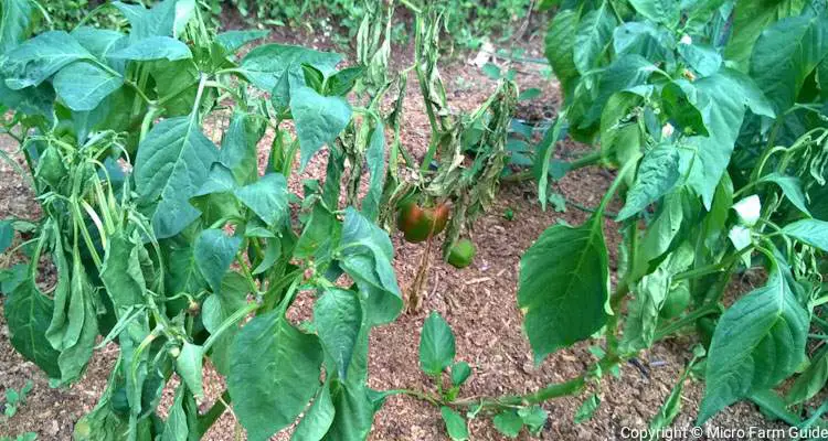 dying green bell pepper plants