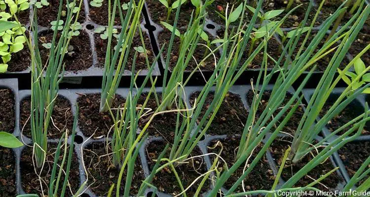 green onion seedlings in tray