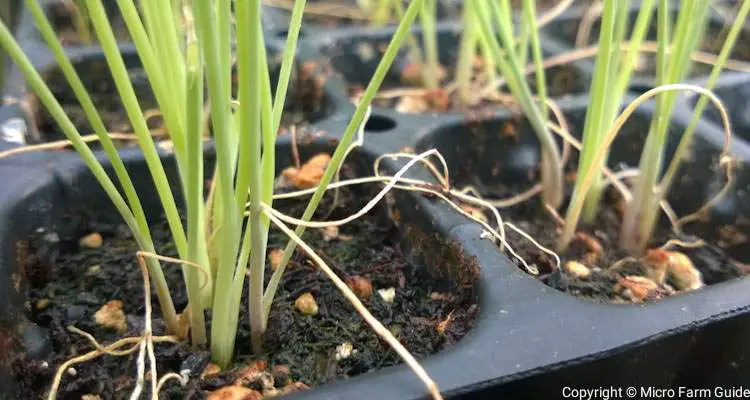 green onion seedlings