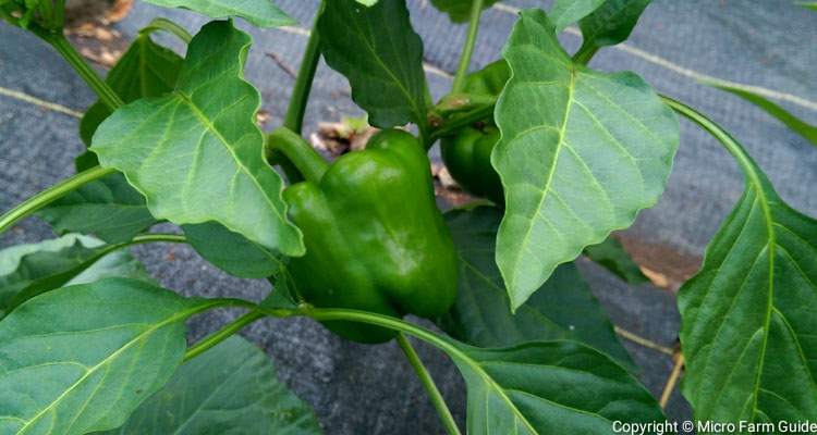 green pepper plant in garden