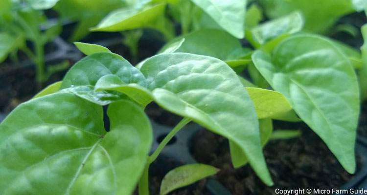 close up of green pepper seedlings