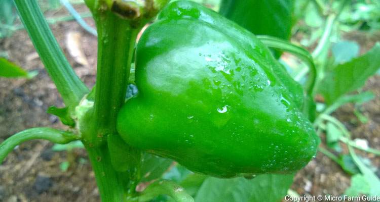 green sweet pepper