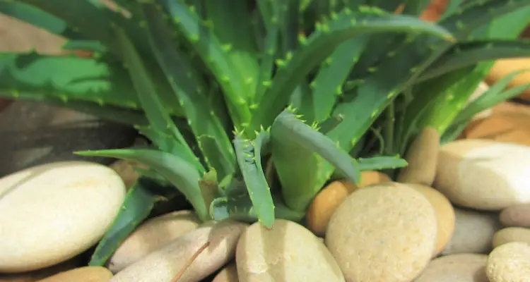 growing aloe vera in pebbles