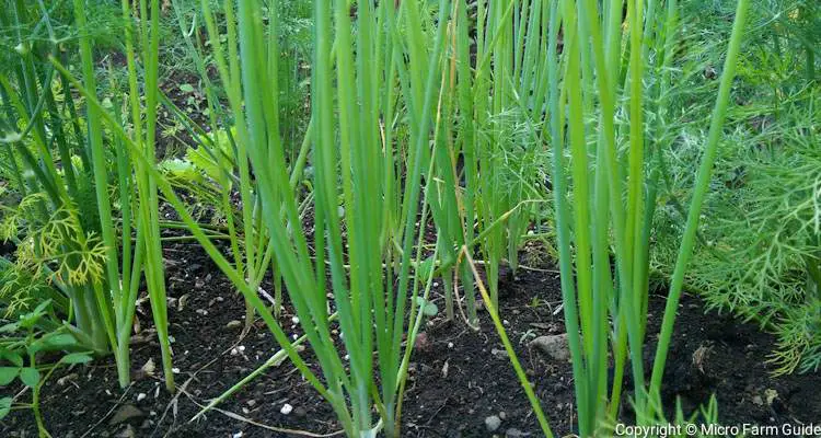 growing green onion in garden