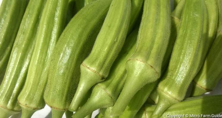 harvested green okra pods