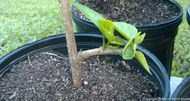 hibiscus cutting in nursery pot