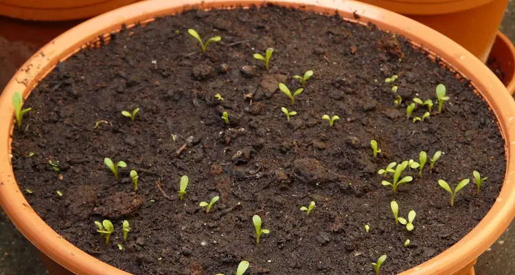 large 10 gallons container with seedlings