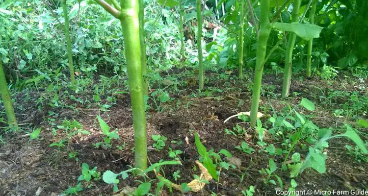 okra plants spaced 12 inches