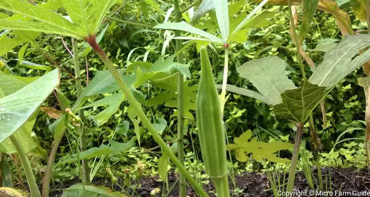 okra ready to harvest